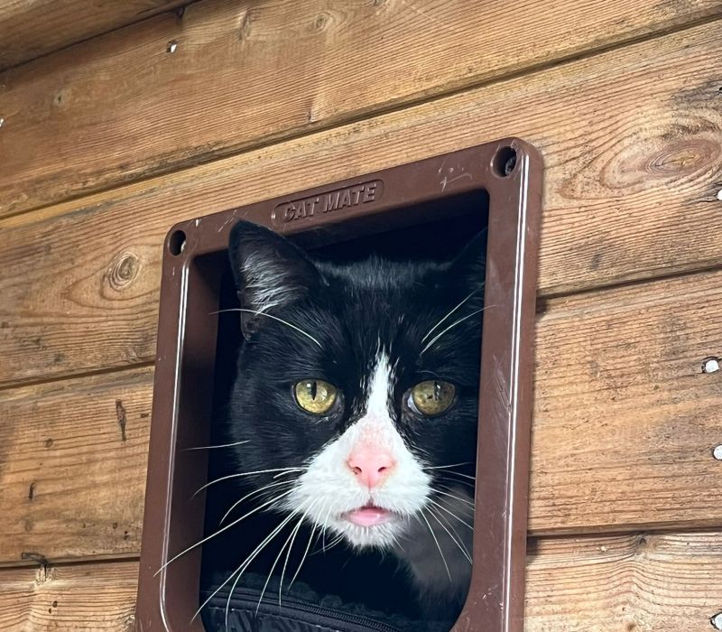 Outside cats