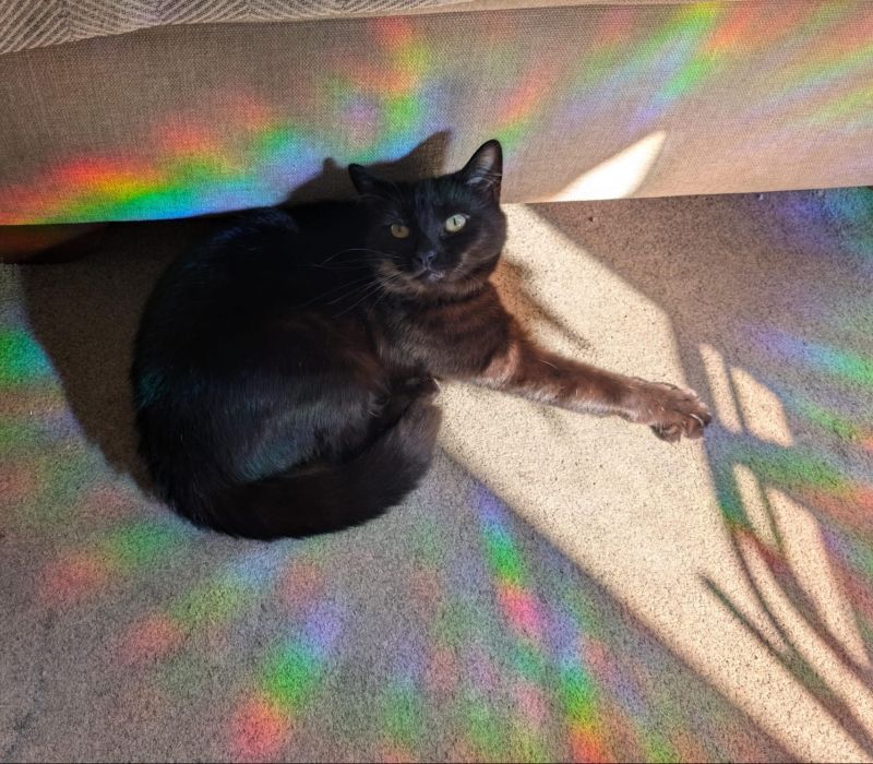 Mimi