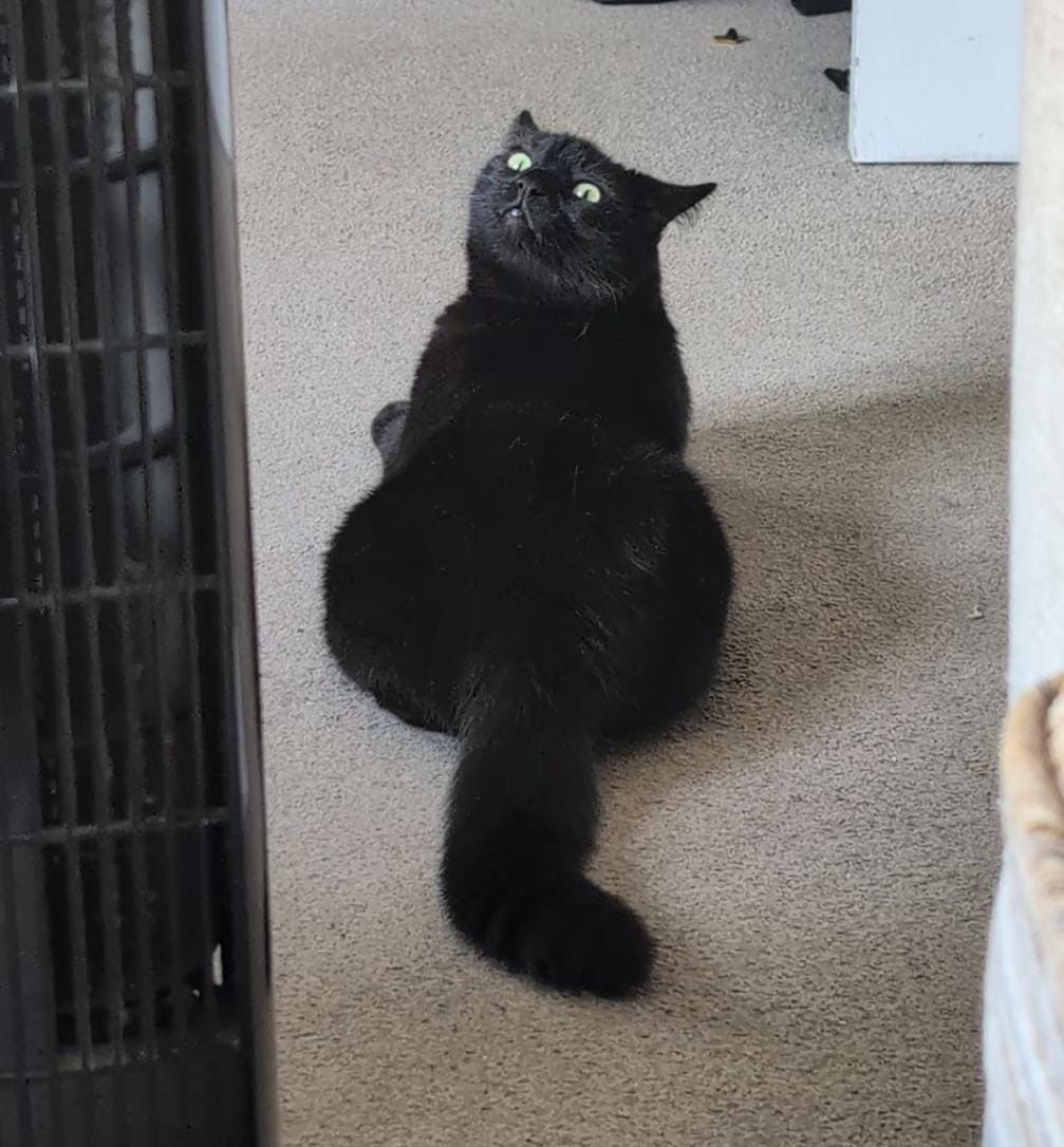 Mimi