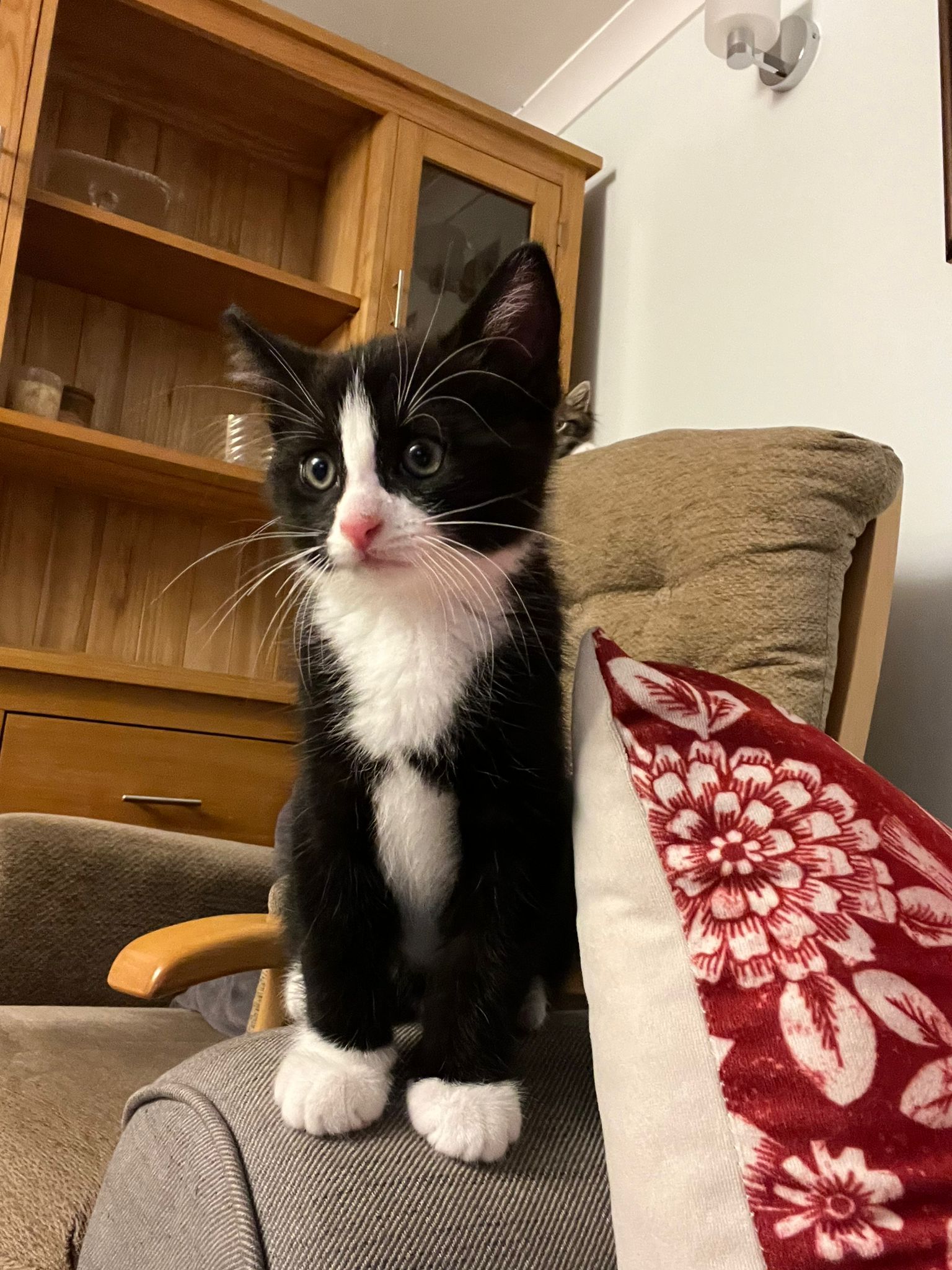 Kittens