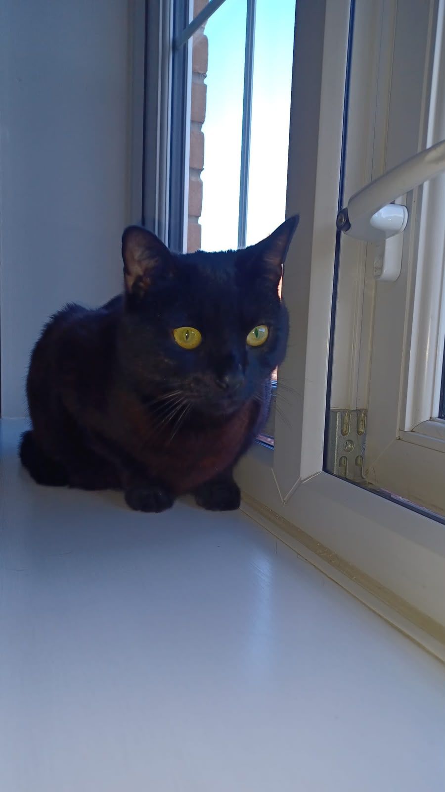 Belle