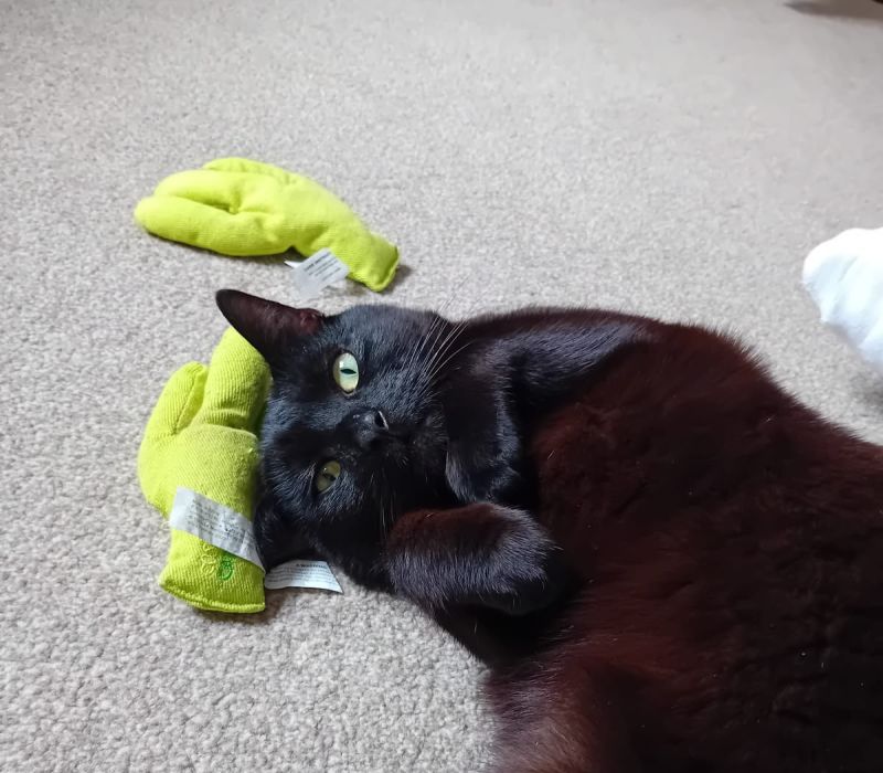 Belle